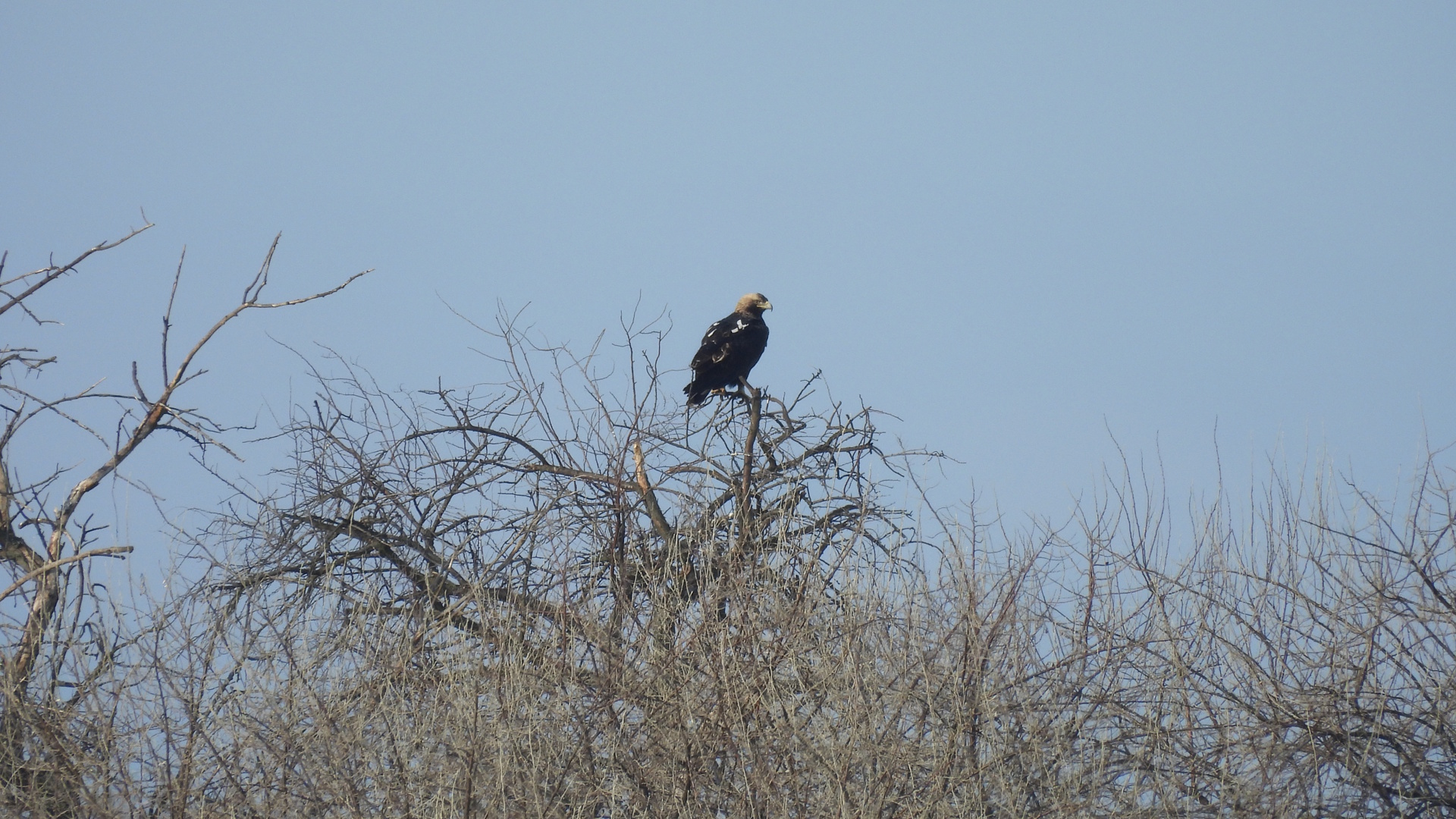 parlagi_sas_ezustfan_Sasvári János.jpg